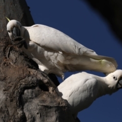 Cacatua galerita (Sulphur-crested Cockatoo) at Mount Ainslie - 14 Oct 2020 by jbromilow50