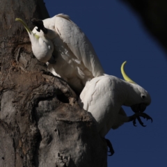 Cacatua galerita at Ainslie, ACT - suppressed