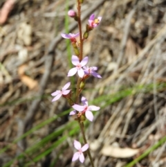 Stylidium graminifolium (Grass Triggerplant) at Black Mountain - 10 Oct 2020 by MatthewFrawley