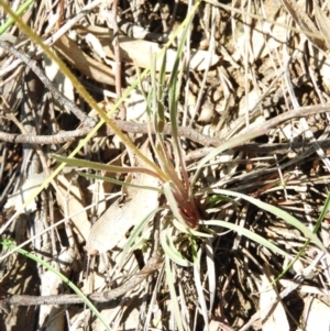 Stylidium graminifolium at Downer, ACT - 10 Oct 2020