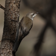 Cormobates leucophaea (White-throated Treecreeper) at Majura, ACT - 14 Oct 2020 by jb2602