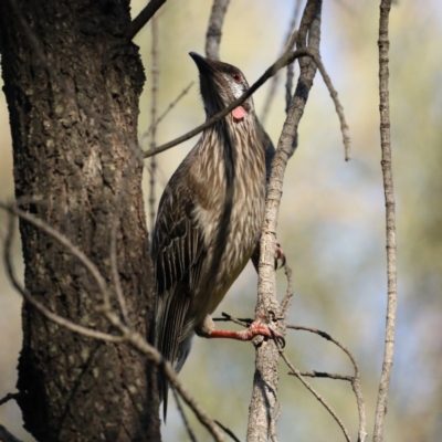 Anthochaera carunculata (Red Wattlebird) at Majura, ACT - 14 Oct 2020 by jb2602