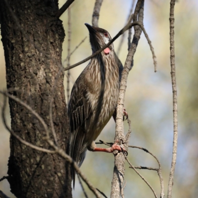 Anthochaera carunculata (Red Wattlebird) at Mount Ainslie - 14 Oct 2020 by jb2602