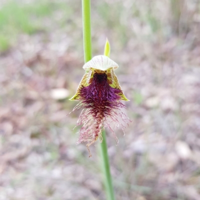 Calochilus platychilus (Purple Beard Orchid) at Molonglo Valley, ACT - 10 Oct 2020 by MatthewFrawley