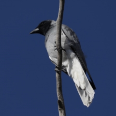 Coracina novaehollandiae (Black-faced Cuckooshrike) at Majura, ACT - 14 Oct 2020 by jb2602