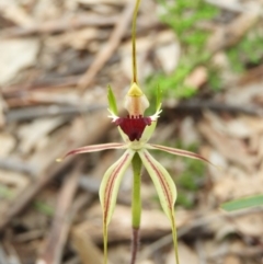 Caladenia atrovespa (Green-comb Spider Orchid) at Downer, ACT - 10 Oct 2020 by MatthewFrawley