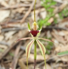 Caladenia atrovespa (Green-comb Spider Orchid) at Black Mountain - 10 Oct 2020 by MatthewFrawley