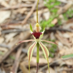 Caladenia atrovespa at Downer, ACT - 10 Oct 2020