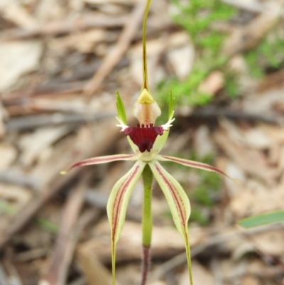 Caladenia atrovespa (Green-comb Spider Orchid) at Black Mountain - 10 Oct 2020 by MatthewFrawley