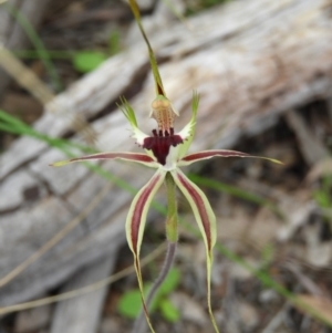 Caladenia atrovespa at Downer, ACT - 10 Oct 2020