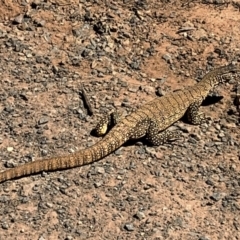 Varanus rosenbergi (Heath or Rosenberg's Monitor) at Hackett, ACT - 15 Oct 2020 by trevsci