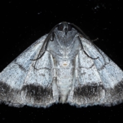 Dysbatus singularis at Ainslie, ACT - 14 Oct 2020