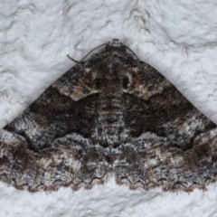 Gastrina cristaria (Wave-lined Geometrid) at Ainslie, ACT - 14 Oct 2020 by jb2602