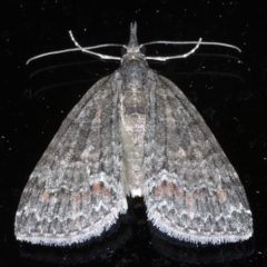 Microdes squamulata (Dark-grey Carpet) at Ainslie, ACT - 14 Oct 2020 by jb2602