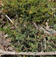 Bossiaea buxifolia at Hughes, ACT - 15 Oct 2020