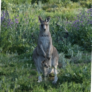 Macropus giganteus at Ainslie, ACT - 14 Oct 2020 05:31 PM