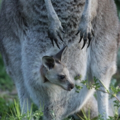 Macropus giganteus at Ainslie, ACT - 14 Oct 2020