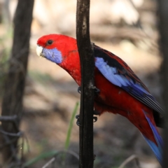 Platycercus elegans (Crimson Rosella) at Mount Ainslie - 14 Oct 2020 by jb2602