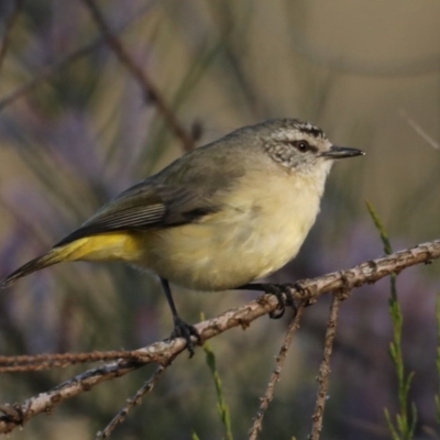 Acanthiza chrysorrhoa (Yellow-rumped Thornbill) at Hackett, ACT - 14 Oct 2020 by jb2602