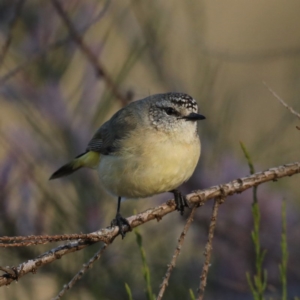 Acanthiza chrysorrhoa at Hackett, ACT - 14 Oct 2020