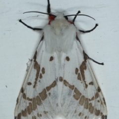 Ardices canescens (Dark-spotted Tiger Moth) at Ainslie, ACT - 14 Oct 2020 by jbromilow50