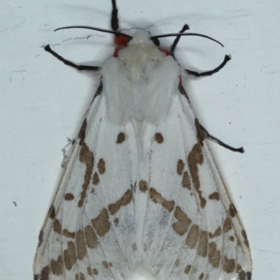 Ardices canescens (Dark-spotted Tiger Moth) at Ainslie, ACT - 14 Oct 2020 by jbromilow50