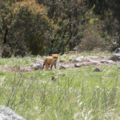 Vulpes vulpes (Red Fox) at Gilmore Paddocks - 11 Oct 2020 by MichaelMulvaney