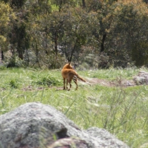 Vulpes vulpes at Gilmore, ACT - 12 Oct 2020 10:14 AM