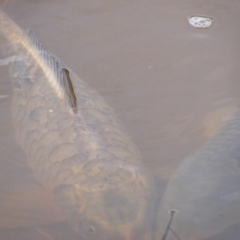 Cyprinus carpio (Common Carp) at Jerrabomberra, ACT - 14 Oct 2020 by MichaelMulvaney