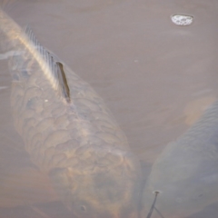 Cyprinus carpio (Common Carp) at Jerrabomberra, ACT - 13 Oct 2020 by MichaelMulvaney