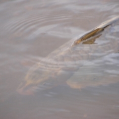 Cyprinus carpio at Jerrabomberra, ACT - 14 Oct 2020 10:23 AM