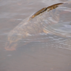 Cyprinus carpio at Jerrabomberra, ACT - 14 Oct 2020