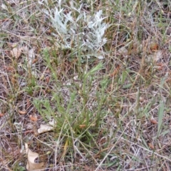 Rutidosis leptorhynchoides (Button Wrinklewort) at Queanbeyan West, NSW - 14 Oct 2020 by MichaelMulvaney