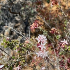 Calytrix tetragona (Common Fringe-myrtle) at Hughes, ACT - 15 Oct 2020 by KL