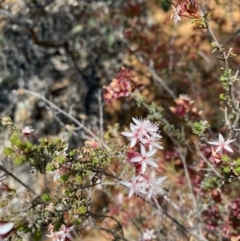 Calytrix tetragona (Common Fringe-myrtle) at Red Hill to Yarralumla Creek - 15 Oct 2020 by KL