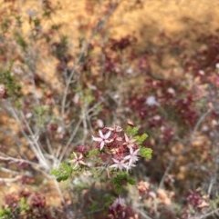 Calytrix tetragona at Hughes, ACT - 15 Oct 2020