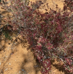 Calytrix tetragona at Hughes, ACT - 15 Oct 2020 12:53 PM