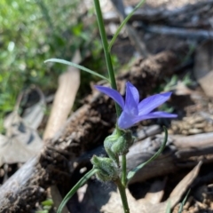 Wahlenbergia capillaris (Tufted Bluebell) at Hughes Grassy Woodland - 15 Oct 2020 by KL