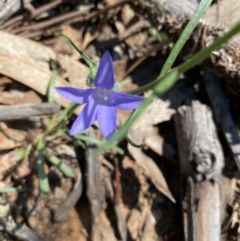 Wahlenbergia capillaris at Hughes, ACT - 15 Oct 2020 02:09 PM