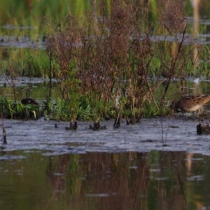 Gallinago hardwickii at Fyshwick, ACT - 15 Oct 2020