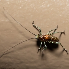 Acripeza reticulata (Mountain Katydid) at Acton, ACT - 14 Oct 2020 by Roger