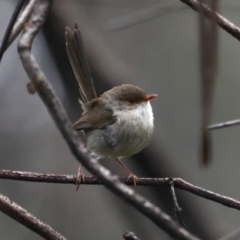 Malurus cyaneus (Superb Fairywren) at Rosedale, NSW - 13 Oct 2020 by jbromilow50