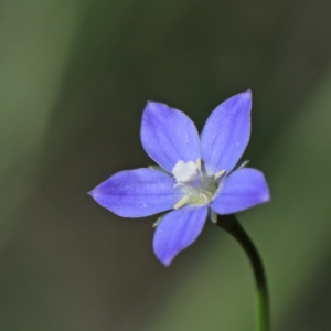 Wahlenbergia multicaulis at O'Connor, ACT - 15 Oct 2020 03:00 PM