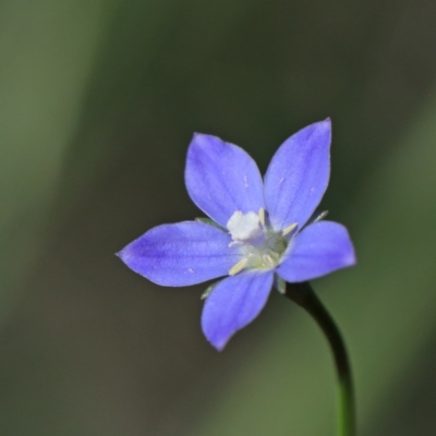 Wahlenbergia multicaulis (Tadgell's Bluebell) at O'Connor, ACT - 15 Oct 2020 by ConBoekel