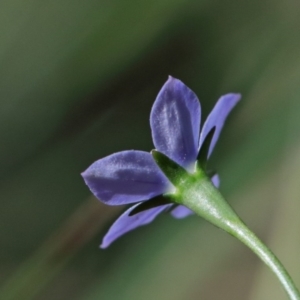 Wahlenbergia multicaulis at O'Connor, ACT - 15 Oct 2020 03:00 PM