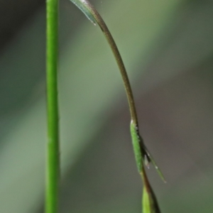 Wahlenbergia multicaulis at O'Connor, ACT - 15 Oct 2020