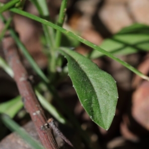 Wahlenbergia multicaulis at O'Connor, ACT - 15 Oct 2020 03:00 PM