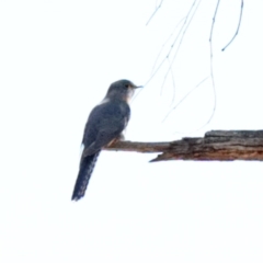 Cacomantis flabelliformis (Fan-tailed Cuckoo) at Dryandra St Woodland - 15 Oct 2020 by ConBoekel