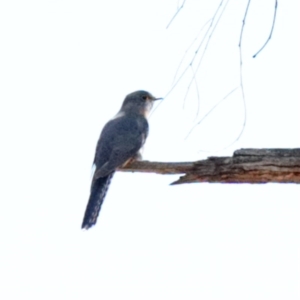 Cacomantis flabelliformis at O'Connor, ACT - 15 Oct 2020