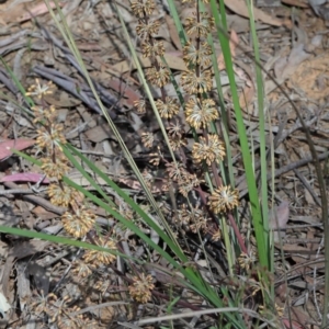 Lomandra multiflora at O'Connor, ACT - 15 Oct 2020 02:45 PM